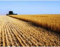 World Grain Production Down But Recovering
