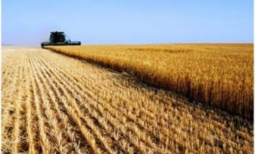 World Grain Production Down But Recovering