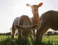 UK Becomes Net Exporter of Lamb