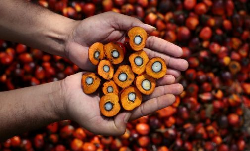 Encouraging Greater Use of Sustainable Palm Oil