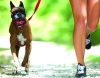Nestlé Purina Launches Sports Nutrition Range For Dogs