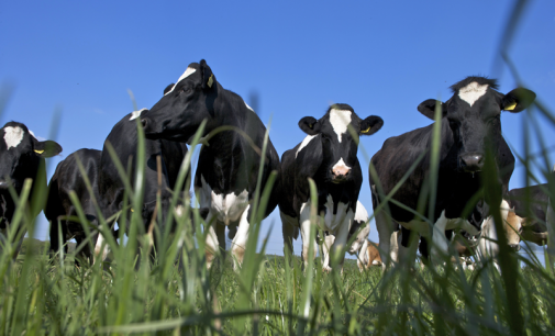 Weaker Dairy Demand Growth Will Not Prevent Price Recovery