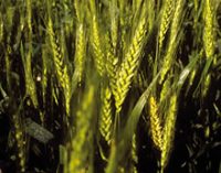 USDA: $3.4m in funding for Wheat Research