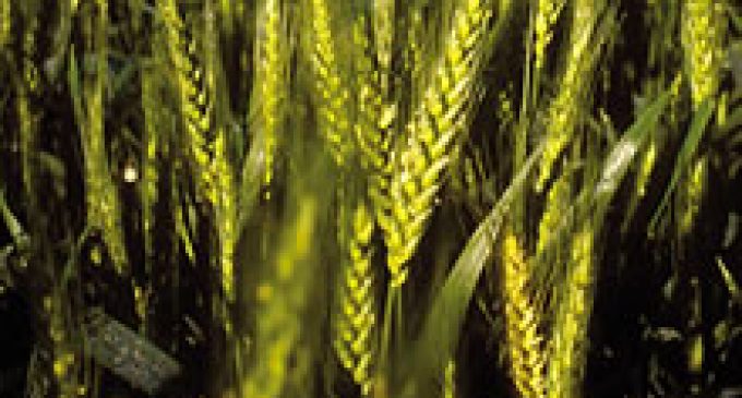 USDA: $3.4m in funding for Wheat Research