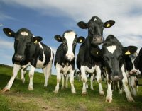 Dairy UK Appeals For Government Help to Boost Demand for Dairy Products