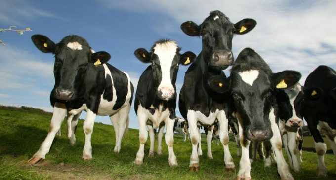 Dairy Producers Not Out Of The Woods Yet