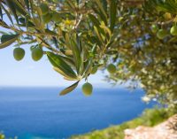 Olive Leaf Extract – Cardiovascular Support Inspired By Healthy Mediterranean Diet