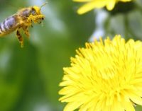 EU Commission to Proceed With Plan to Better Protect Bees