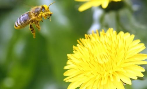 EU Commission to Proceed With Plan to Better Protect Bees