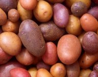 Potatoes offer nutritional value for money, say researchers