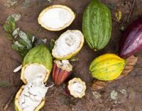 Cocoa genetics: Mars unlocks sequence to higher yields and tastier chocolate