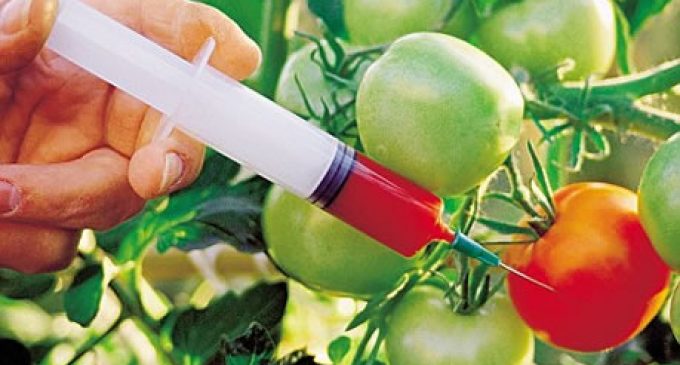 Make GM food science research top priority: producers