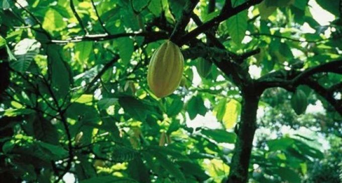 Natra to source 100% certified cocoa by 2020