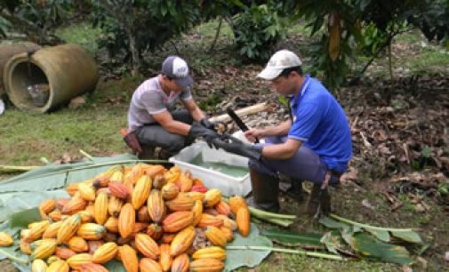 Cargill Cocoa Promise Helps First Brazilian Cocoa Farmers to Become UTZ Certified