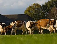 €700 Million Investment in Dairy Processing in The Netherlands