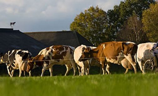 €700 Million Investment in Dairy Processing in The Netherlands