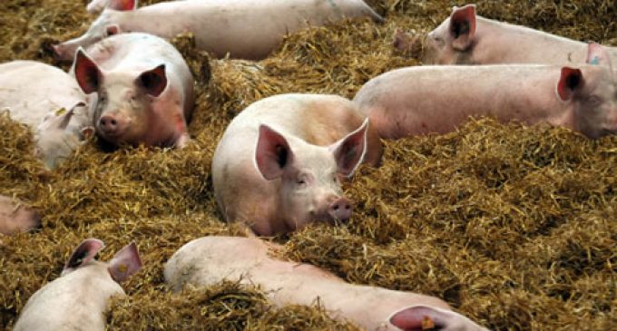 EU Pigmeat Exports Recovering