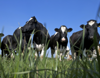 UK Dairy Industry Set to Exploit the Opportunities of the Future