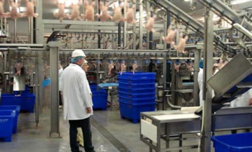 Outlook For Global Poultry Industry Starting to Improve