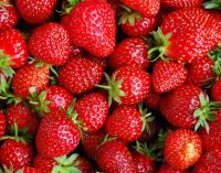 New Research Confirms Importance of Ethylene Removal in Extending Strawberry Product Life