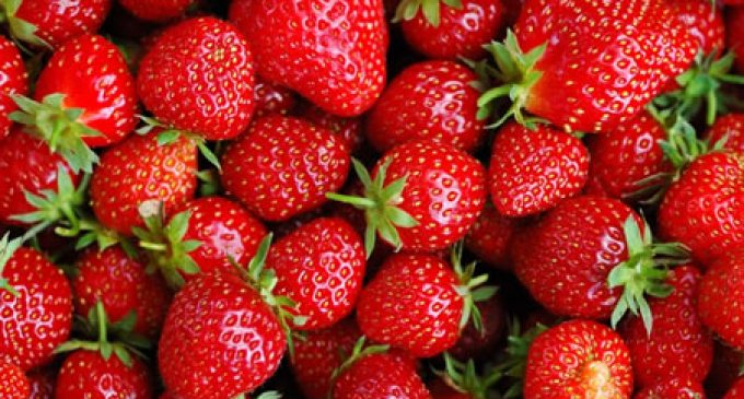 New Research Confirms Importance of Ethylene Removal in Extending Strawberry Product Life