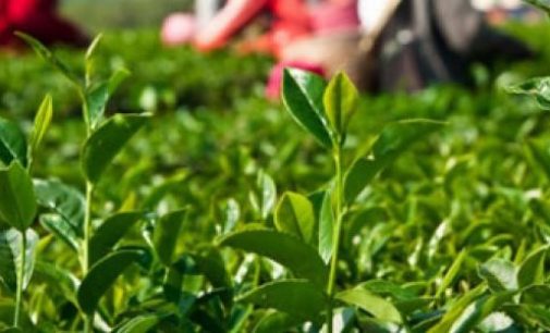 Unilever to Acquire Australian Tea Business