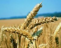 Viogerm®:  The real treasure of wheat