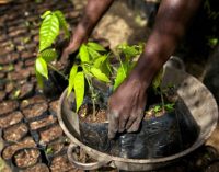 Mondelez International Strengthens Efforts to Address Child Labour in Cocoa Production