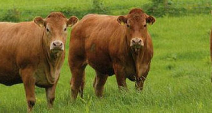 US Market Re-opens For EU Beef Imports