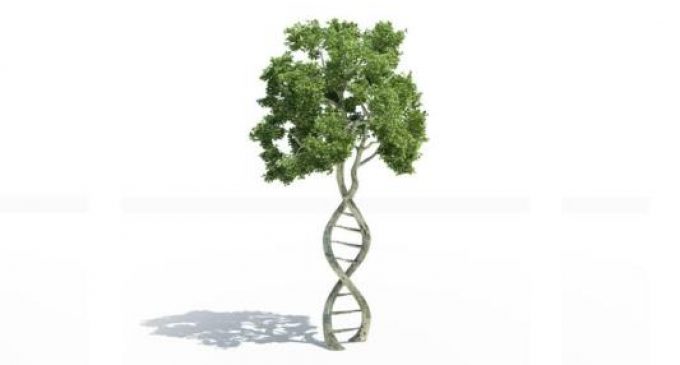 Plant Ageing Gene Key to Food Supply