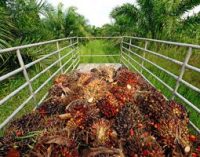 Unilever to source all palm oil from traceable sources by 2014
