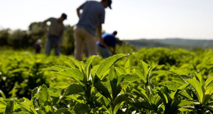Stevia to Steal Intense Sweetener Market Share by 2017, Reports Mintel and Leatherhead Food Research