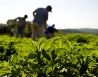 Global Stevia Market Up 14% in 2014