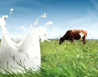 Milk Provides More Nutrition For Less Emissions