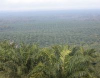 Shared Responsibility of Certified Sustainable Palm Oil to be Discussed at RSPO Conference – London, June 4th 2014