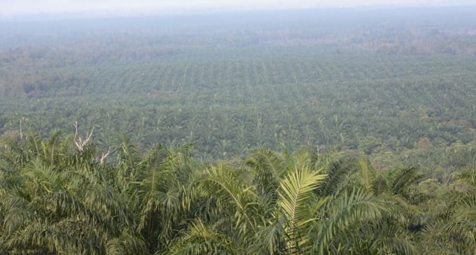 Shared Responsibility of Certified Sustainable Palm Oil to be Discussed at RSPO Conference – London, June 4th 2014