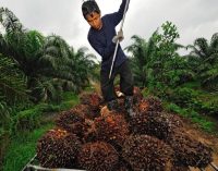 Mondelez International Shares Sustainable Palm Oil Action Plan