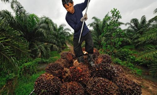 European Palm Oil Industry Sets Course For 100% Certified Sustainable Palm Oil by 2020