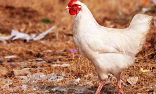 Avian Influenza – Biosecurity Measures Key to Protecting Poultry Farms