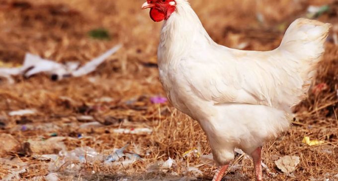 UK Poultry Prices Rise only 1.6% on Average a Year Over Almost Three Decades