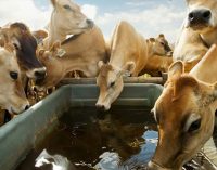 Nestlé Announces Farm Animal Welfare Commitment
