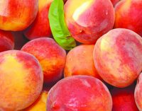 Exceptional Measures to Assist Peach and Nectarine Producers