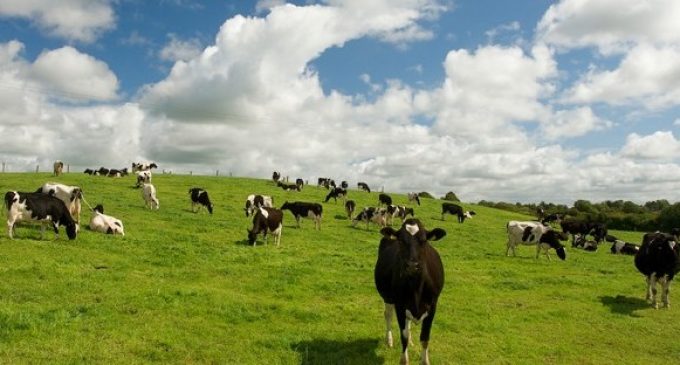 Brexit Concerns For Irish Dairy and Beef Sector