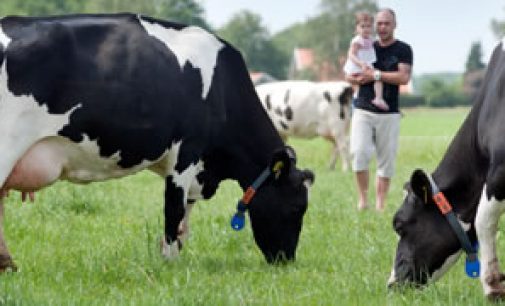 Performance-related Sustainability Premium For FrieslandCampina Member Dairy Farmers