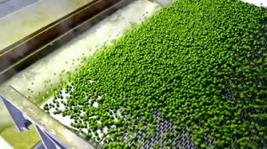 KluberFresh Green Peas