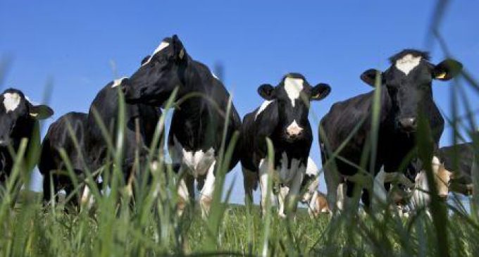 EU Support Scheme Helps to Reduce Milk Production