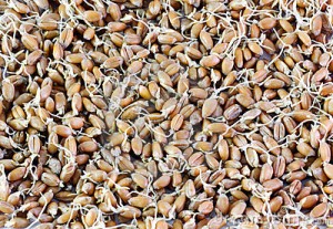 sprouted grains