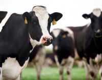 Global Dairy Demand Fragile But Growing, According to Rabobank