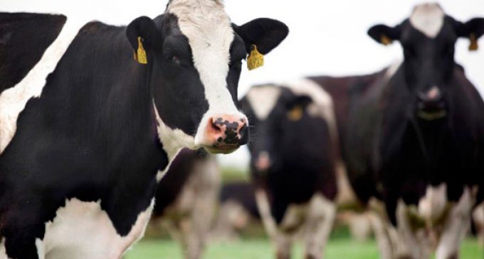 Glanbia Ingredients Ireland and Teagasc Embark on Dairy Ingredients and Processing  Innovation Collaboration