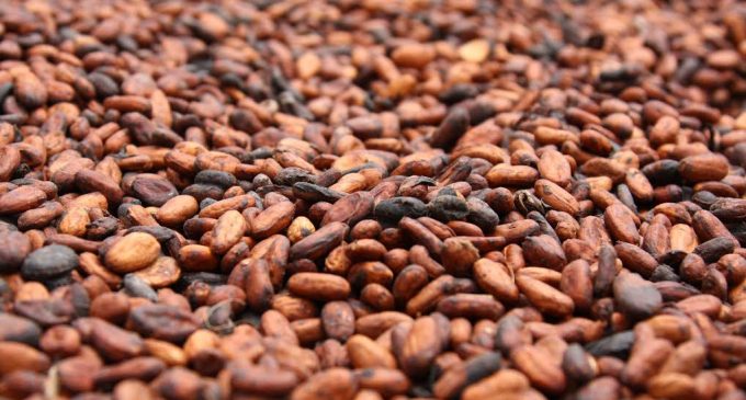 Cocoa prices to stay high on production shortfall, traders say